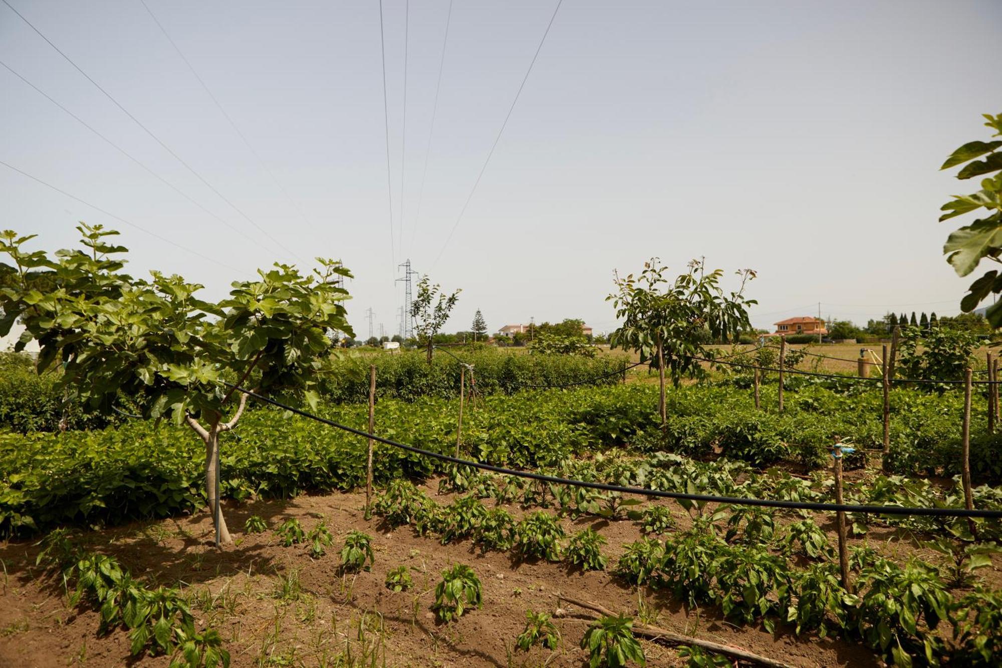 Il Vecchio Frantoio Villa Stella Cilento Ngoại thất bức ảnh