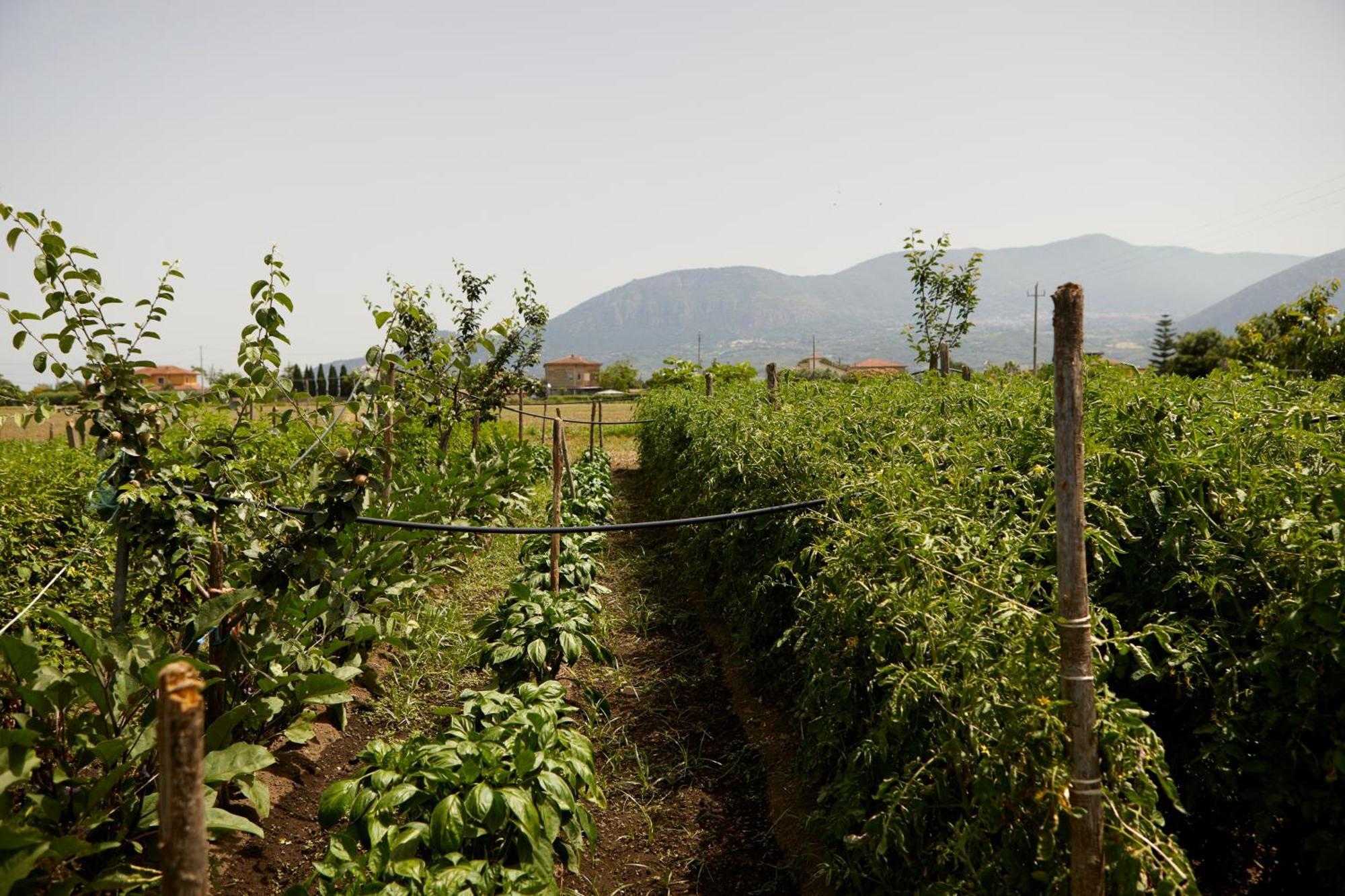 Il Vecchio Frantoio Villa Stella Cilento Ngoại thất bức ảnh